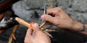 Đá gà trực tiếp cựa dao mang đến trải nghiệm tuyệt vời