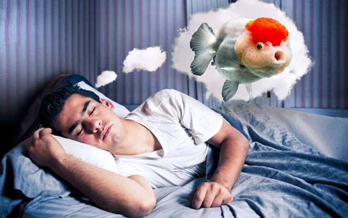 nằm mơ thấy cá nên đánh con gì cho hợp lý