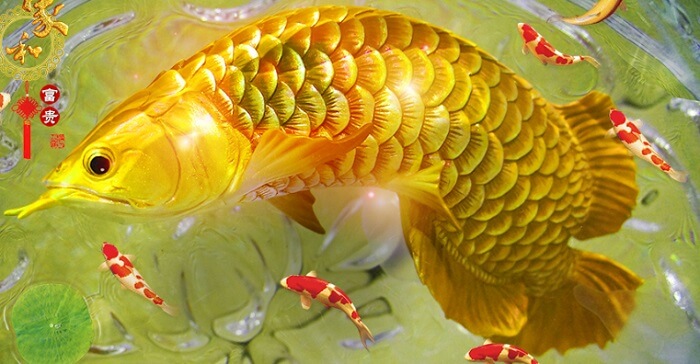 mơ thấy cá nên đánh con gì