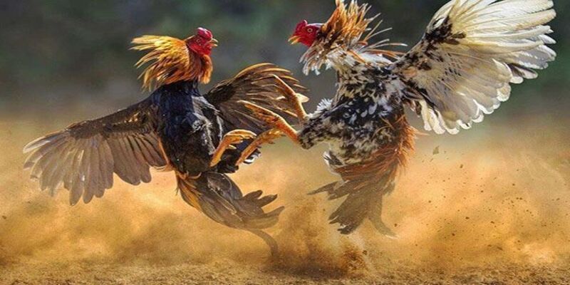 Tìm kiếm sân chơi đá gà uy tín và hợp pháp